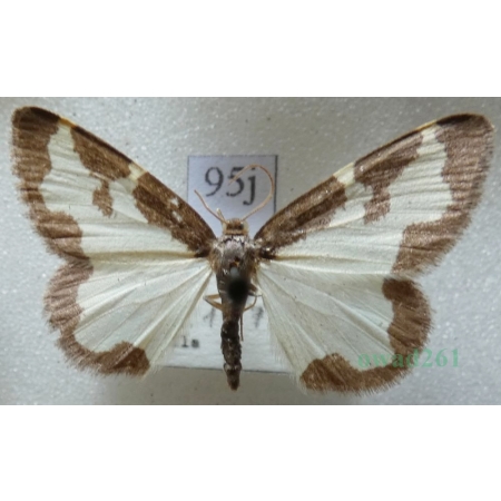 Lomaspilis marginata (Linnaeus, 1758) Plamiec nabuczak Czech95j